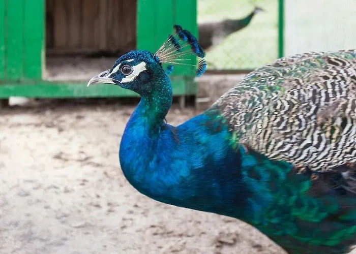 Balkana Village Jaktstuga Kalaydzhii